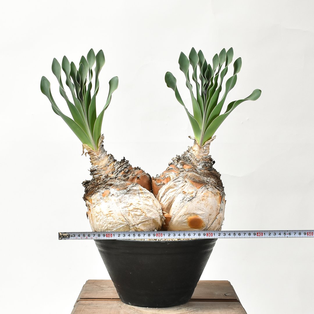 ブーファン ハエマンソイデス 