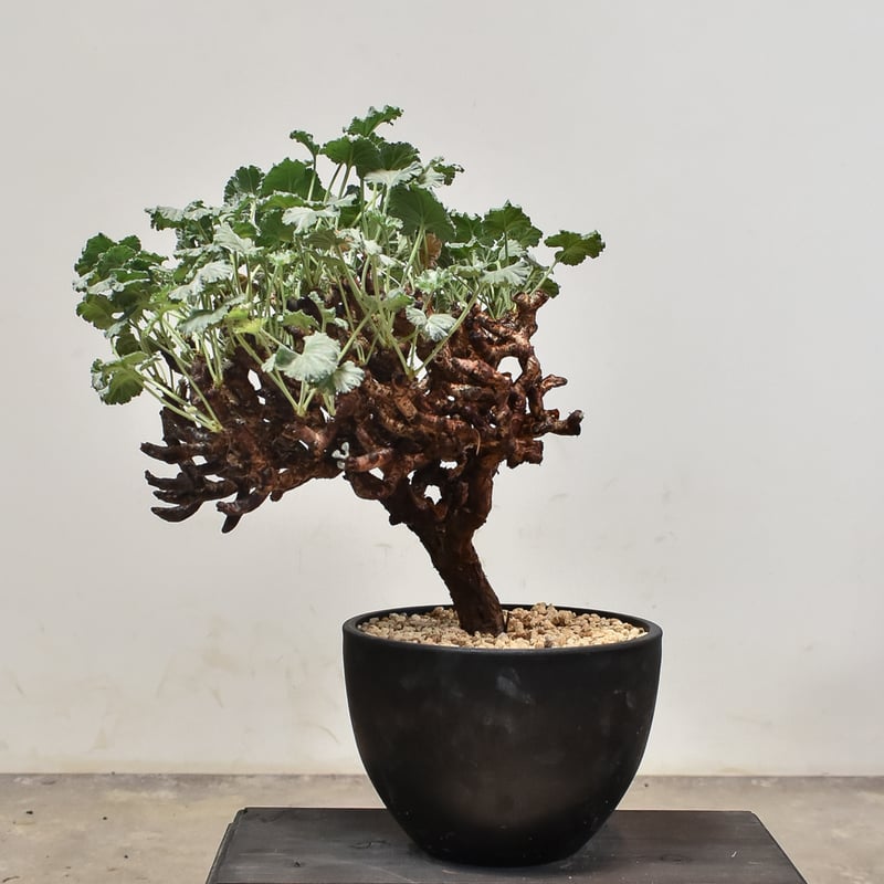 ペラルゴニウム ミラビレ 大株（発根済み）A RF231900(T) | RAFLUM / ラ