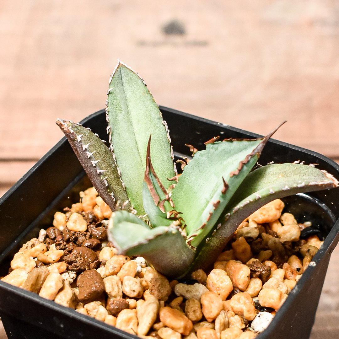 アガベ チタノタ DENNIS040 