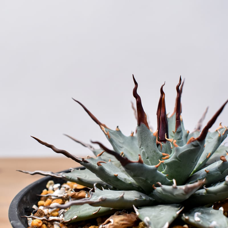 アガベ ハイブリッド 妖炎×霍利達 検）妖姫 妖帝 妖霍利 エボリスピナ