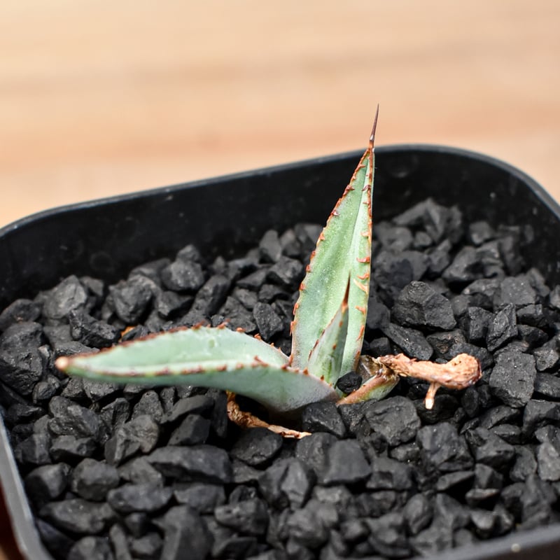 アガベ Dennis hybrid 笹之雪x屈原之舞扇 【台湾DENNIS産/発根済み