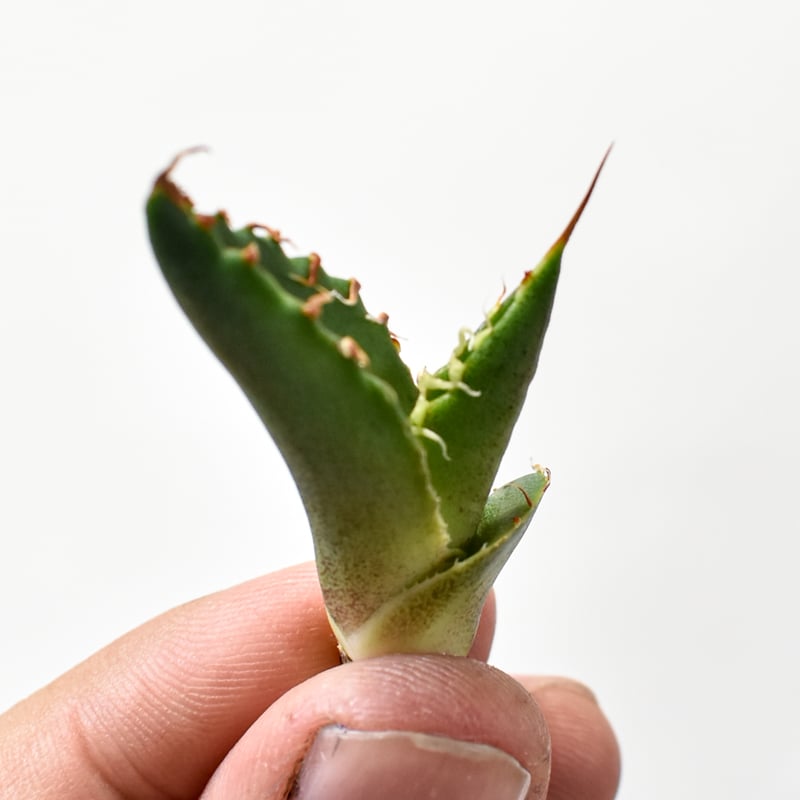 RAFLUMコレクション】アガベ チタノタ 