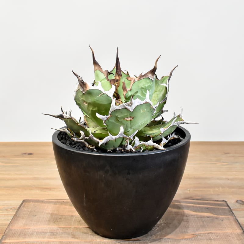 アガベ チタノタ 