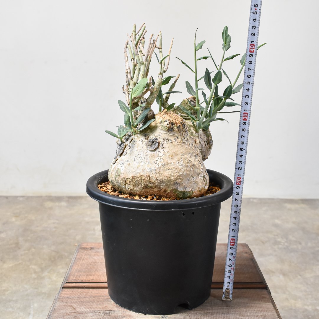 RAFLUMコレクション】アデニア ペチュエリー【現地球/発根済