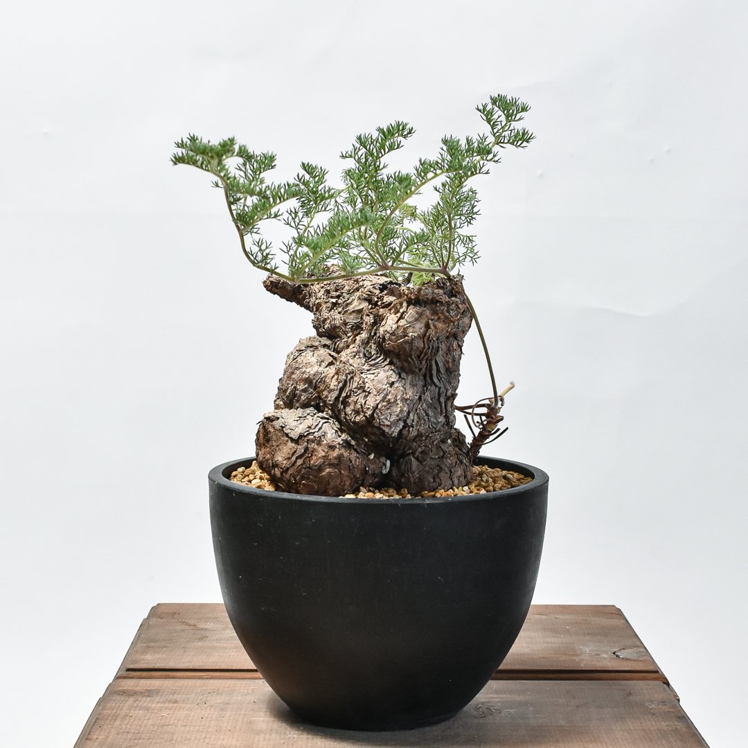 ペラルゴニウム トリステ 【発根済】HK2402633 | RAFLUM / ラフラム