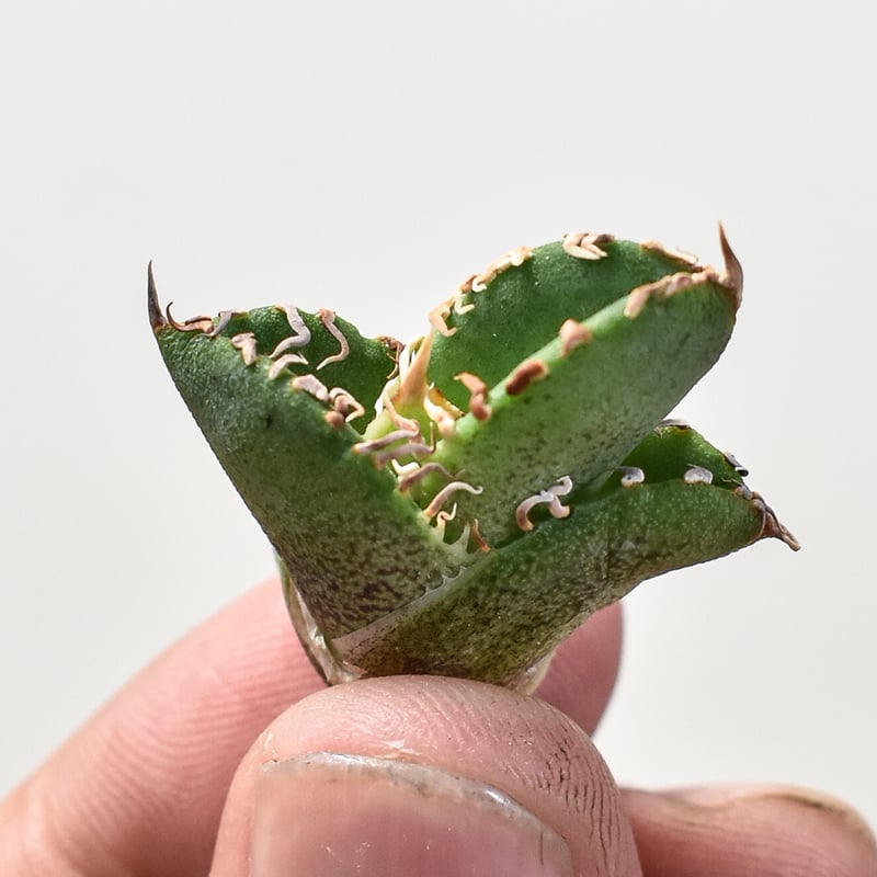 アガベ チタノタ ホオジロザメ 