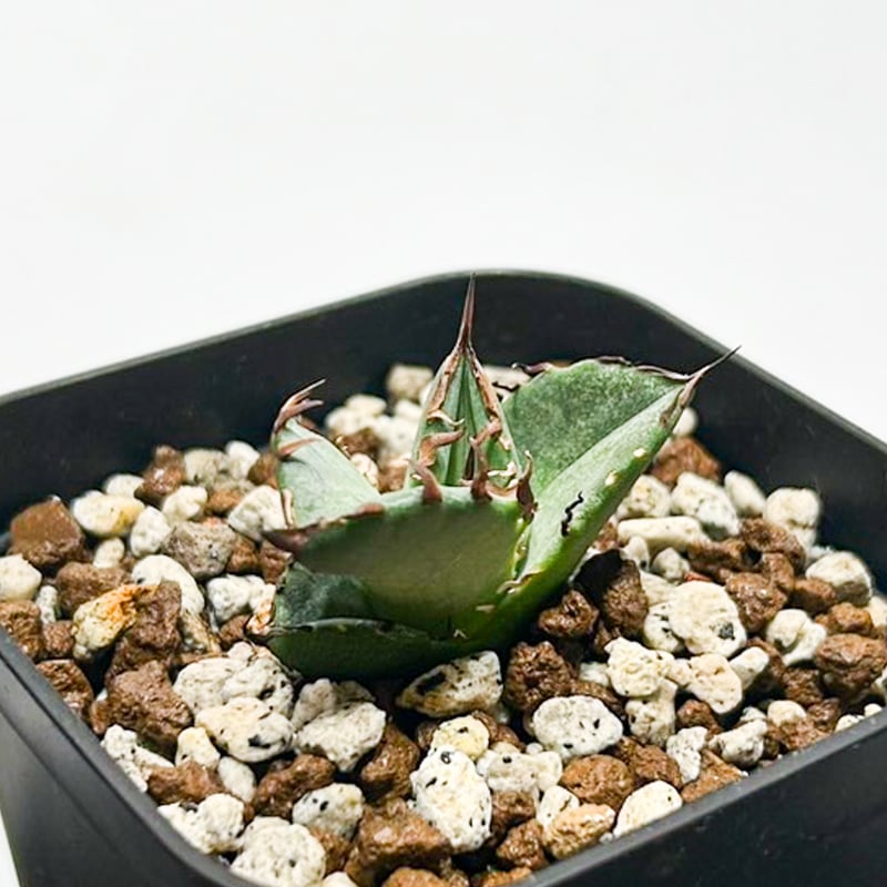 5CLAW】アガベ チタノタ 