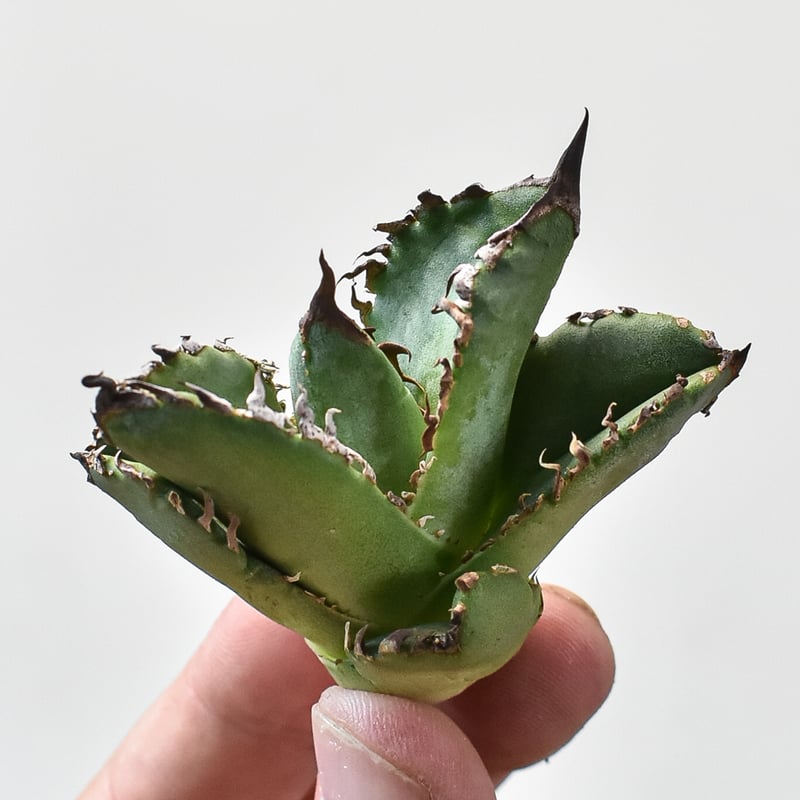 RAFLUMコレクション子株】アガベ チタノタ 