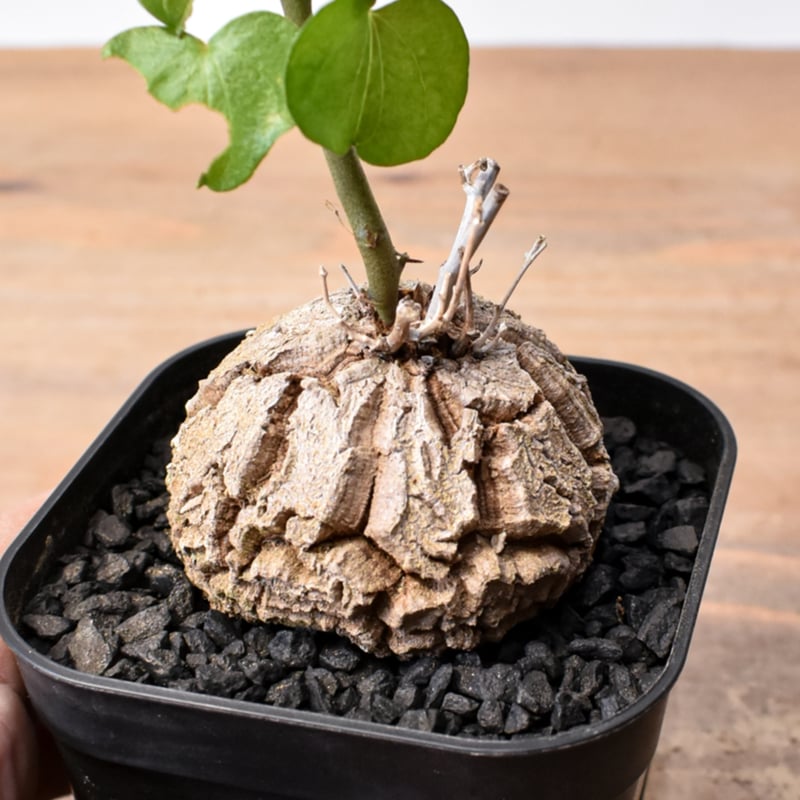 ディオスコレア・エレファンティペス