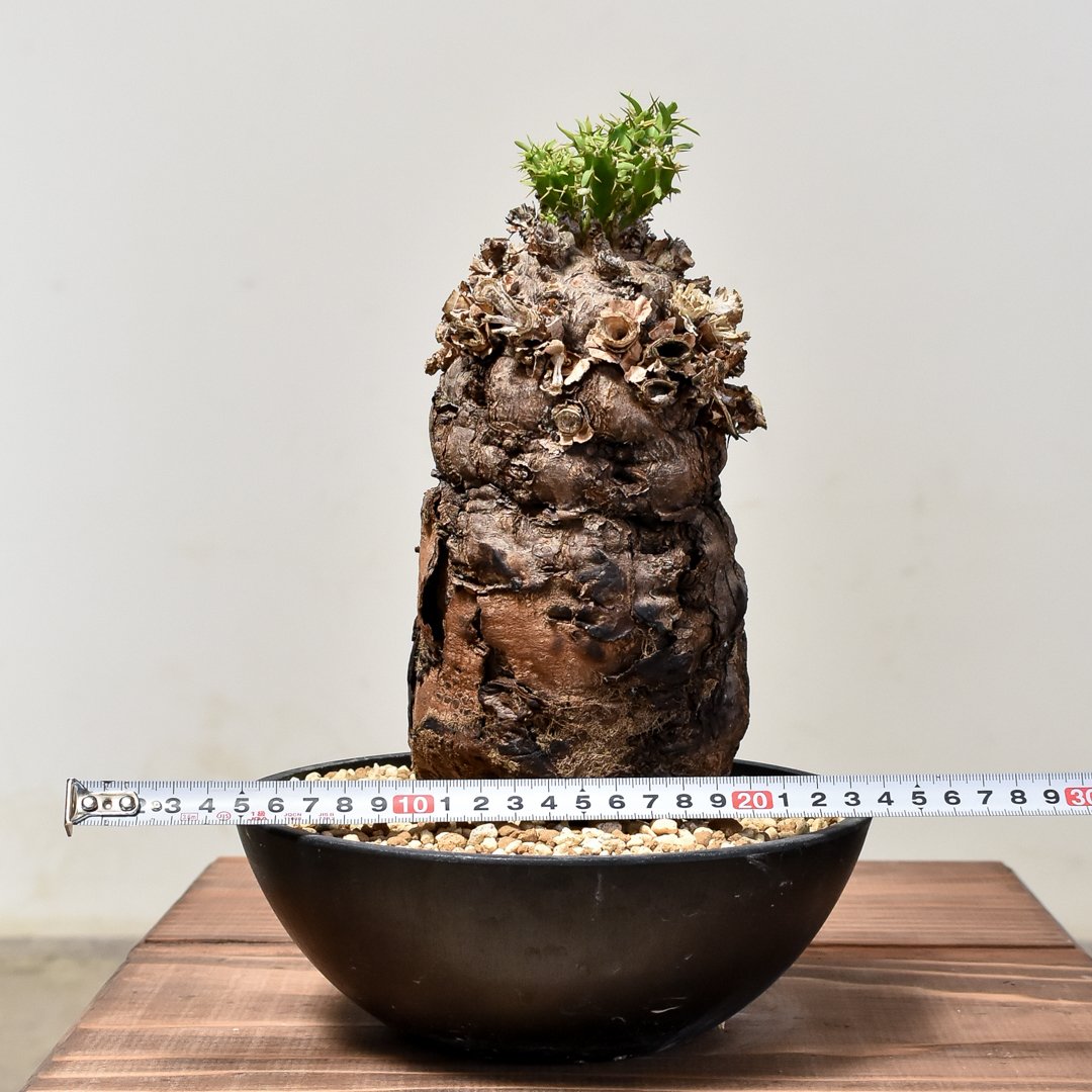 ユーフォルビア ムランジーナ 【発根済み】GM231964 | RAFLUM