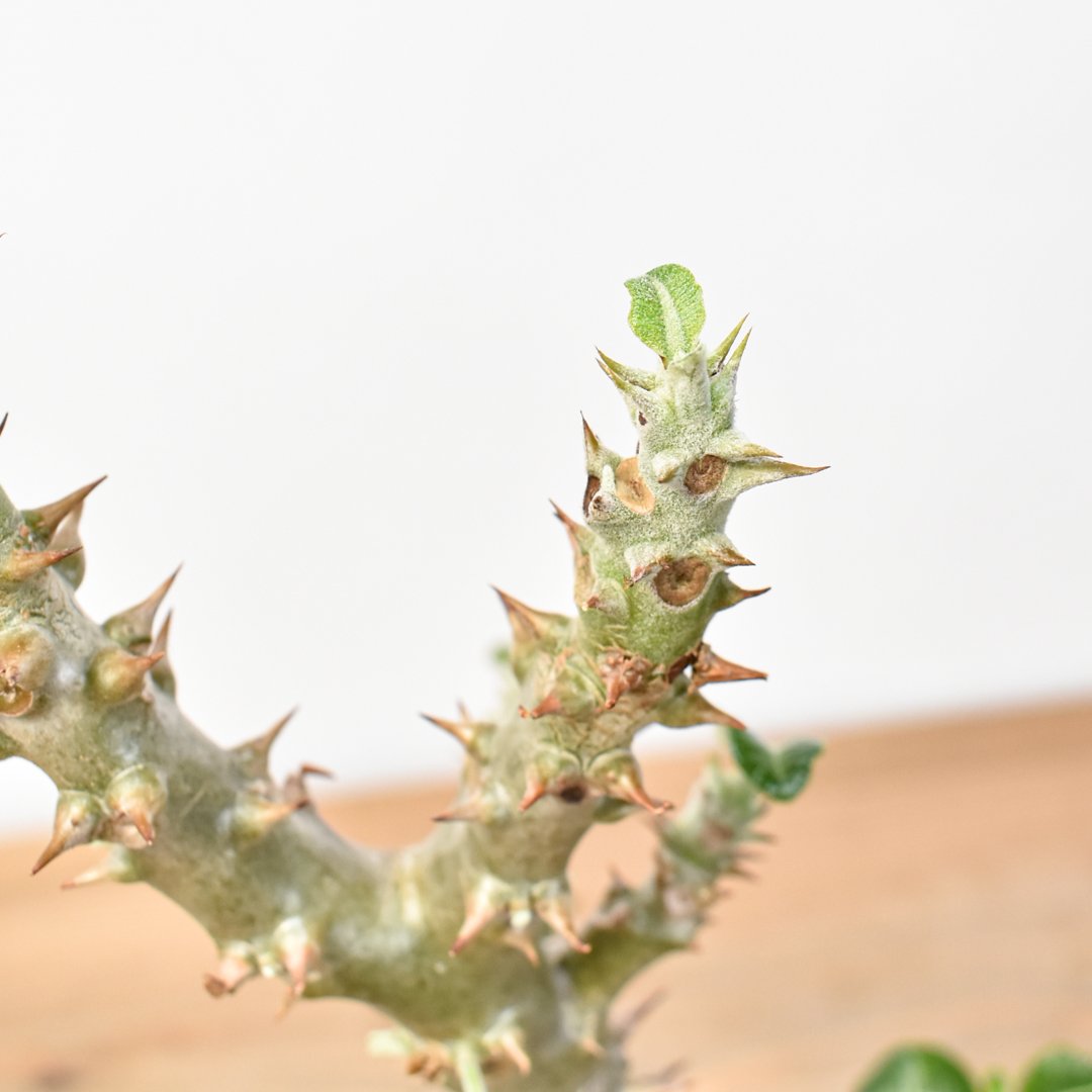 RAFLUMコレクション】パキポディウム ウィンゾリー 