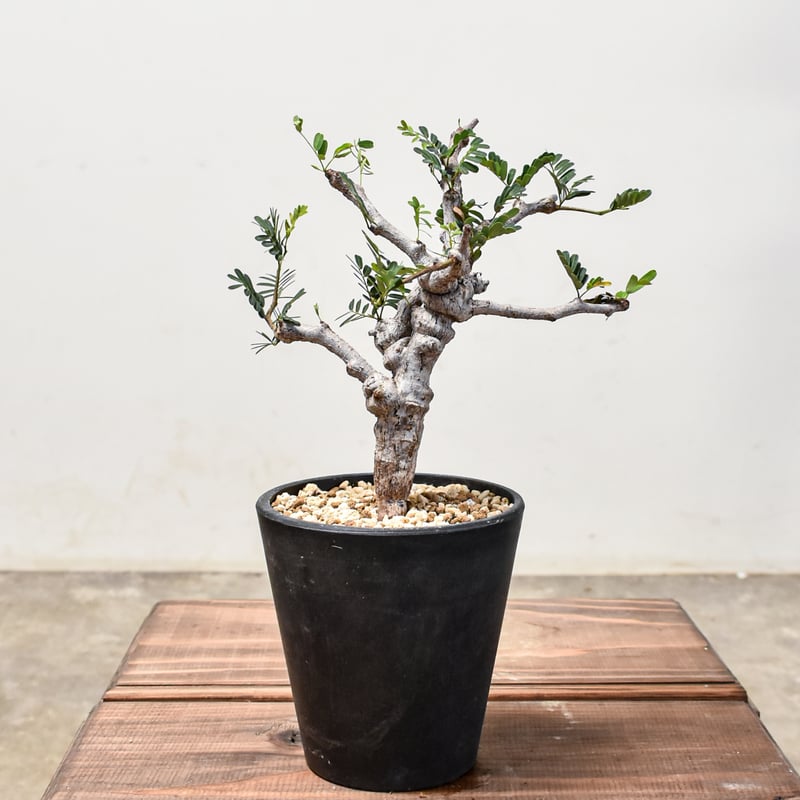 センナ メリディオナリス 【発根済み】GM2400668 (T) | RAFLUM / ラフ