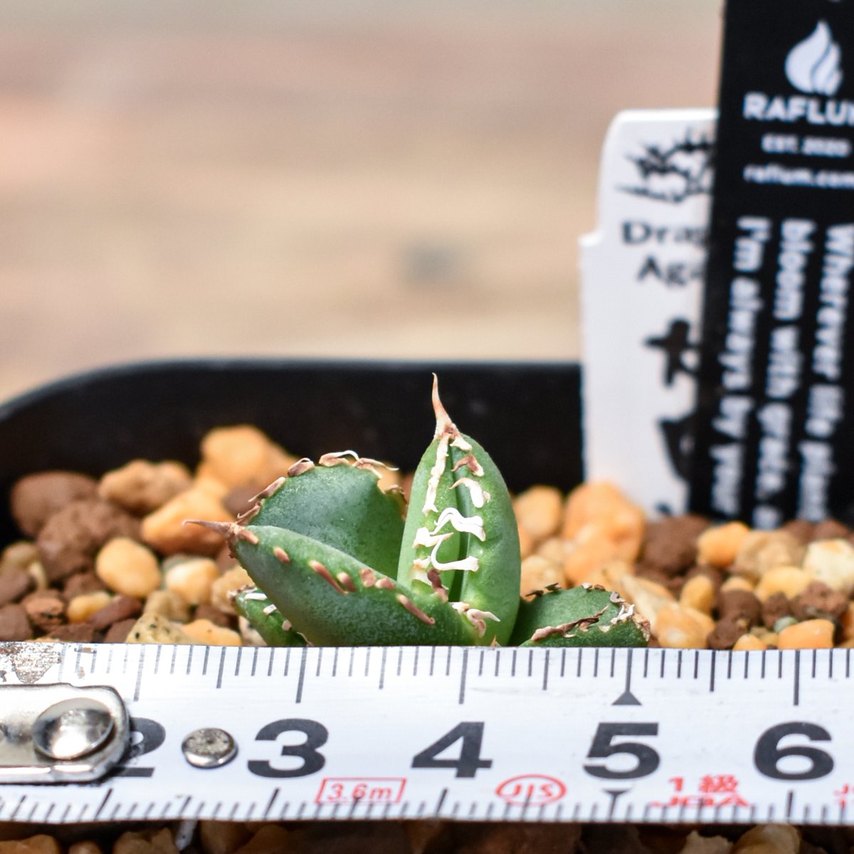 アガベ チタノタ ホオジロザメ 