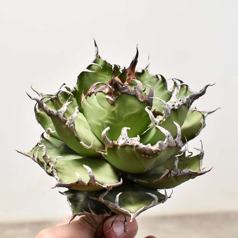 アガベ チタノタ シーザー / 凱撒 【台湾産/中株/抜き苗】D DG2400577