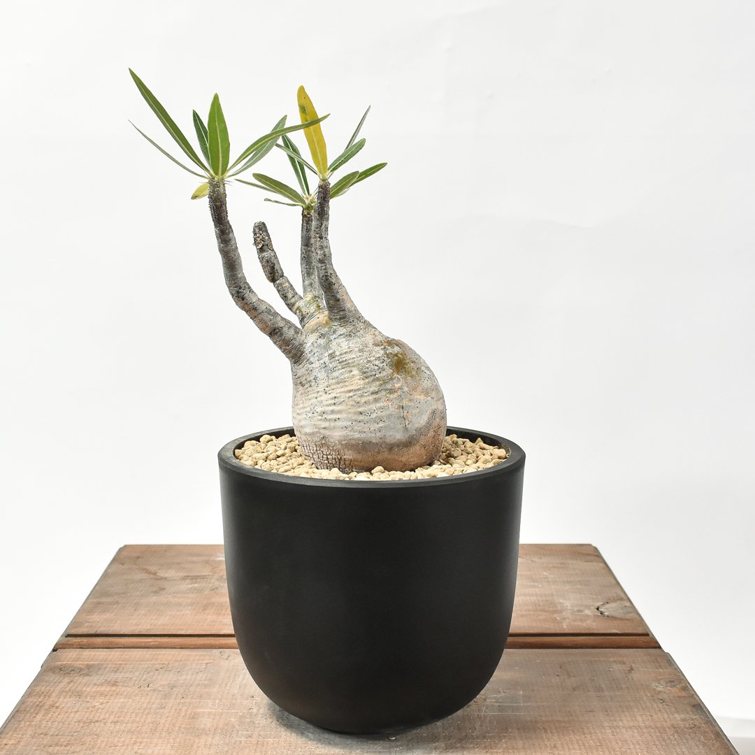 パキポディウム グラキリス 【現地球/発根済み】HK2402615 | RAFLUM