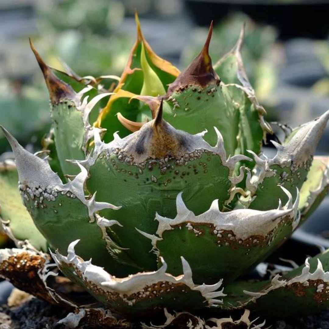 アガベ チタノタ 麻花龍 【台湾 berlin産/子株/抜き苗】G BE2402606(T)