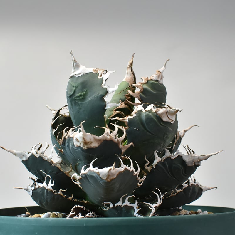 RAFLUMコレクション】アガベ チタノタ 