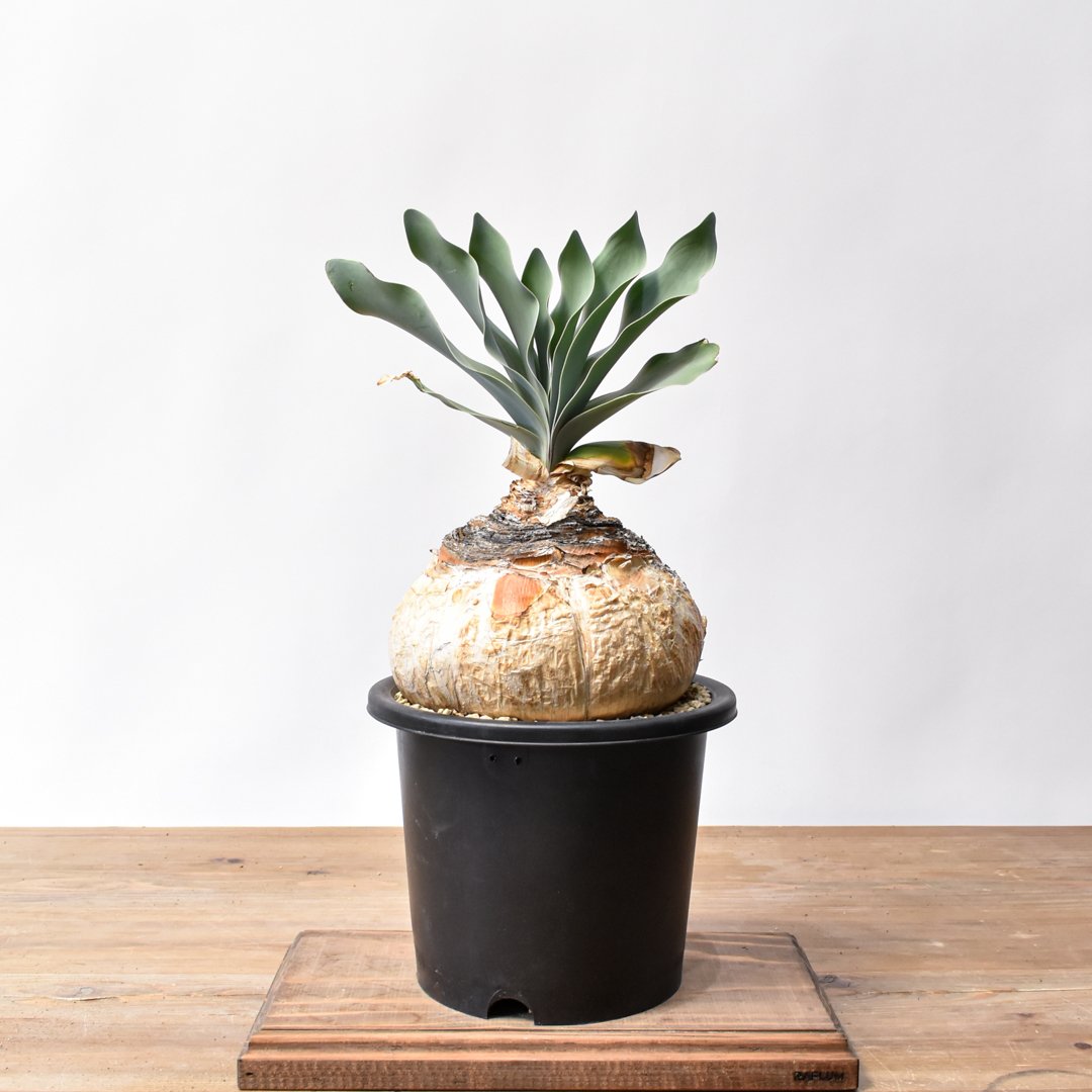 ブーファン ハエマンソイデス 