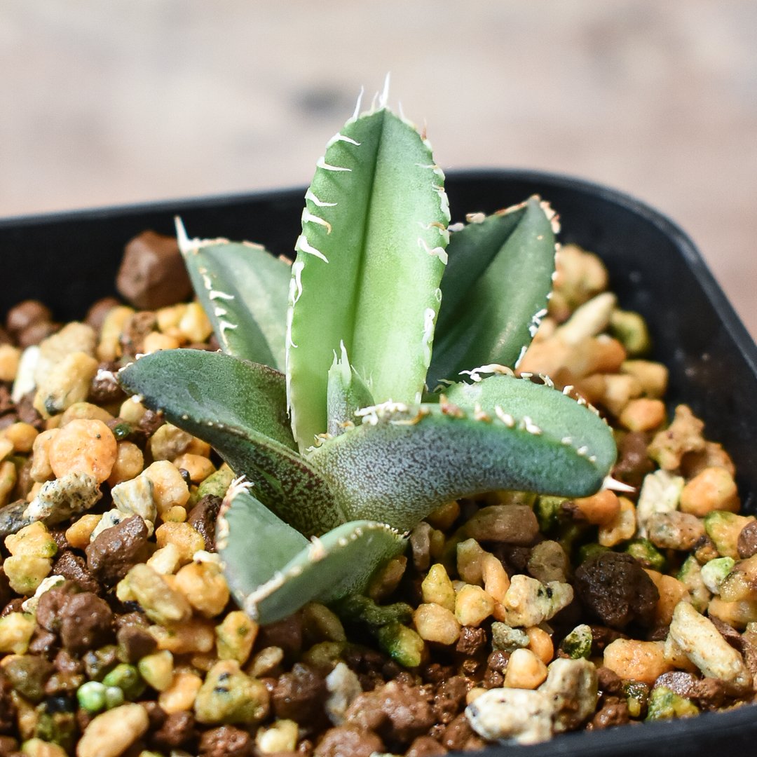 ラスト】アガベ 大白鯊 ホオジロザメ CJ special Ivory w.a アガベ CJ