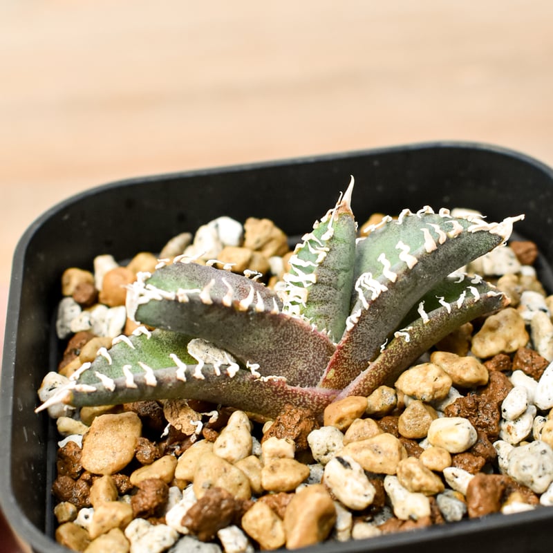 アガベ チタノタ ゴジラ 