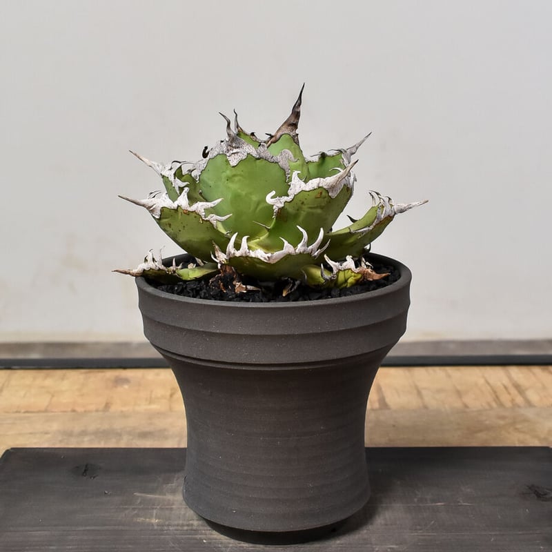 アガベ チタノタ 