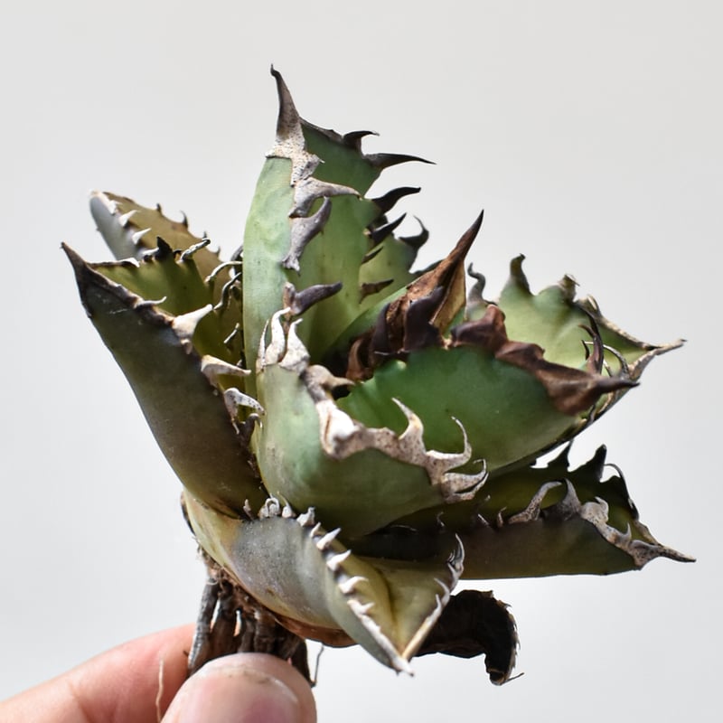 アガベ チタノタ 