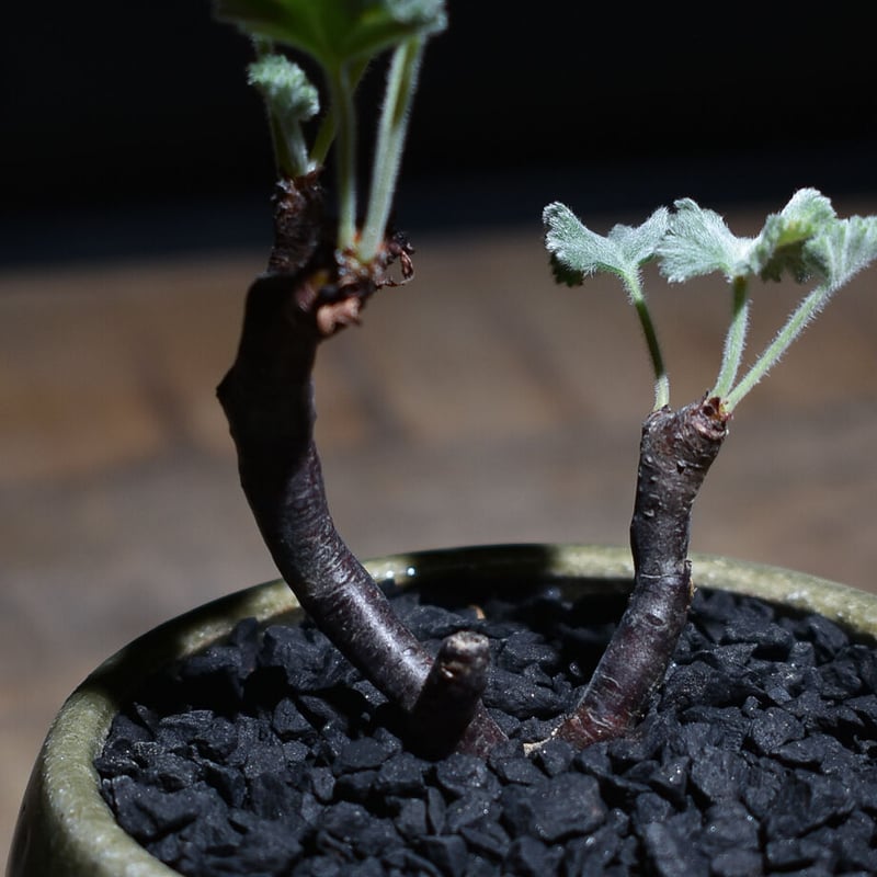 ペラルゴニウム ミラビレ （発根済み）RF221072 | RAFLUM / ラフラム