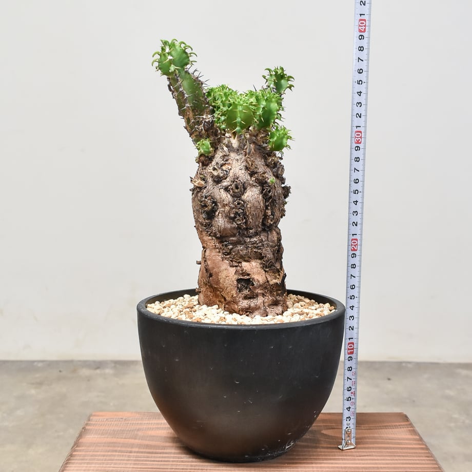 ユーフォルビア ムランジーナ 【発根済み】RF231965(T) | RAFLUM