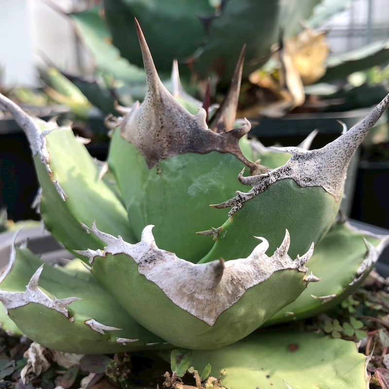 アガベ チタノタ 