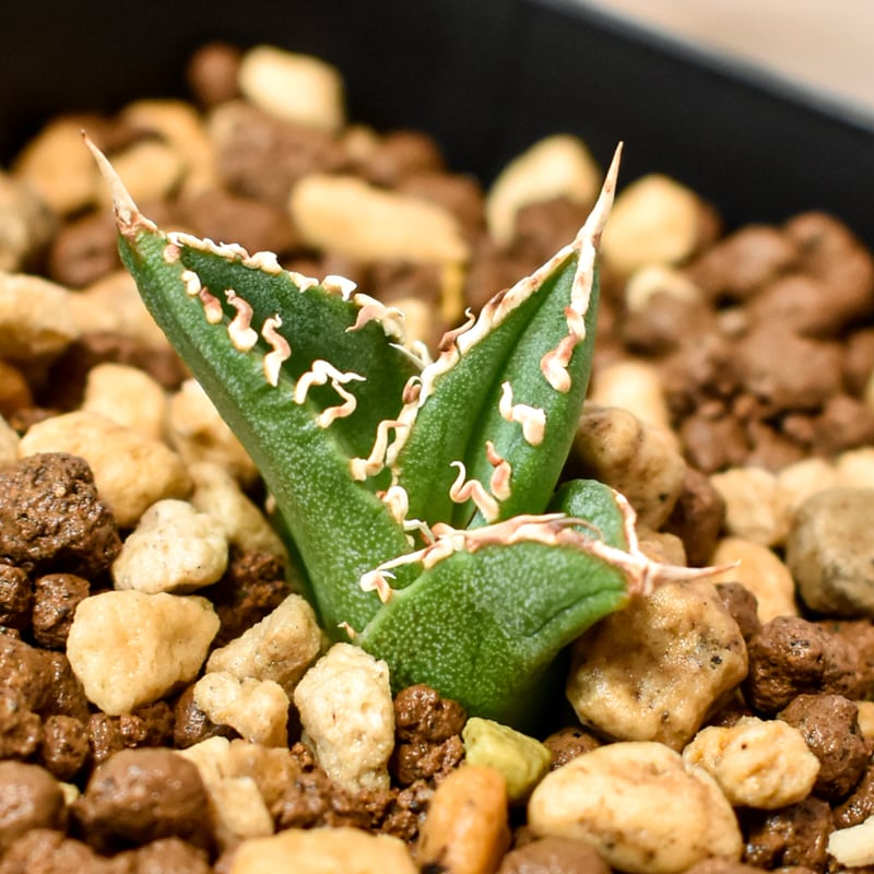 アガベ チタノタ ホオジロザメ 