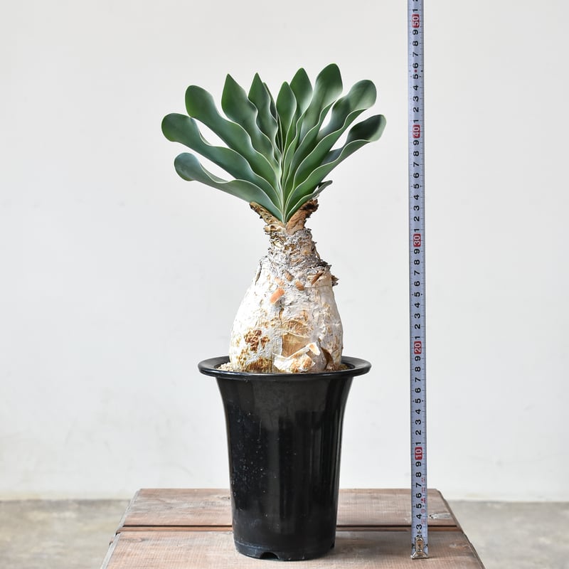 ブーファン ハエマンソイデス 【発根済み】HK2402554(T) | RAFLUM