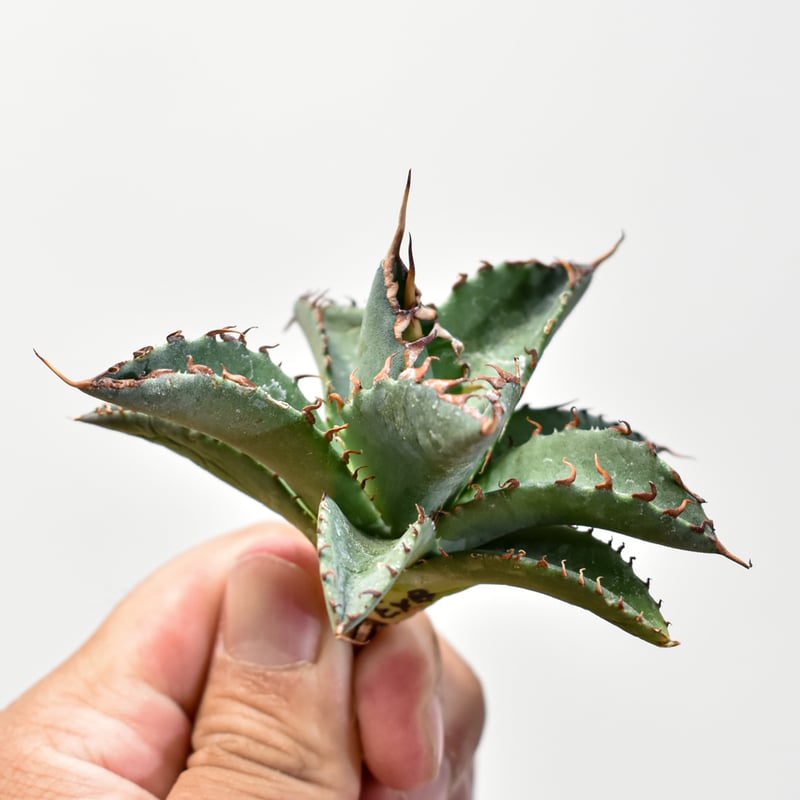 ユタエンシス エボリスピナ×ブラックアンドブルー【カリフォルニア産