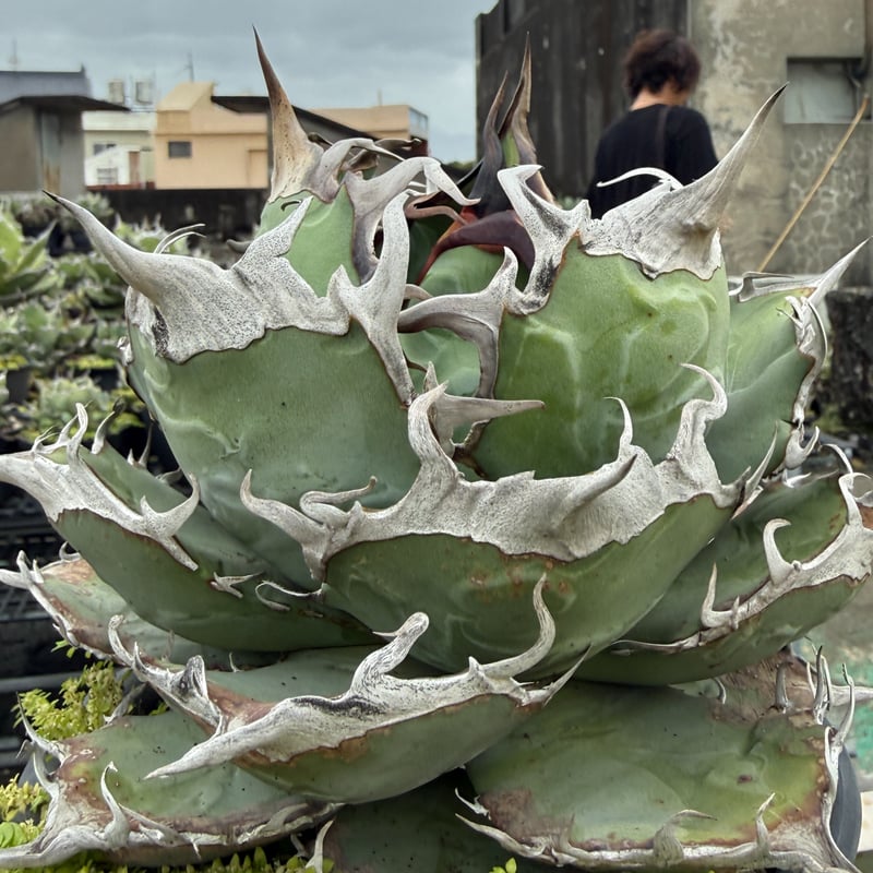 子株出品】アガベ オテロイ 実生選抜カキコ① ※4枚目 一株限定！初出し