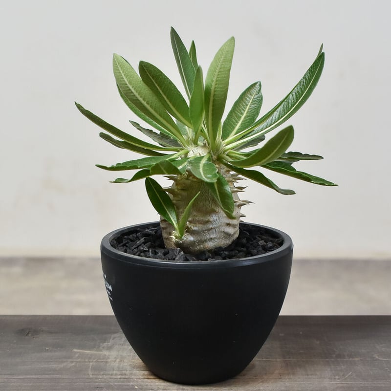 パキポディウム・デンシカウレ 