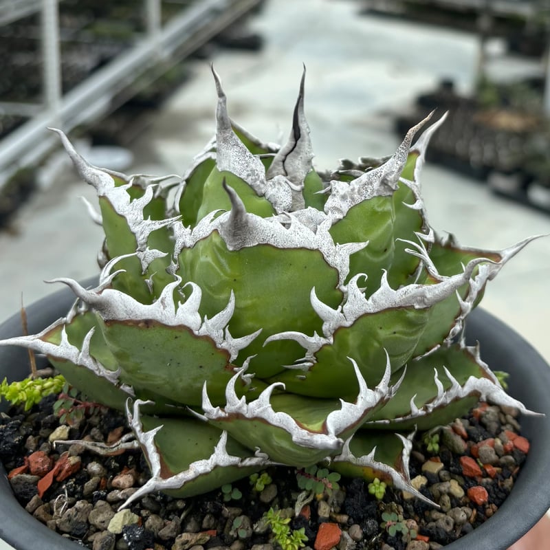 アガベ チタノタ 