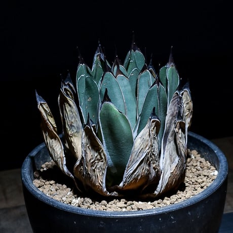 アガベ笹吹雪 | STORES