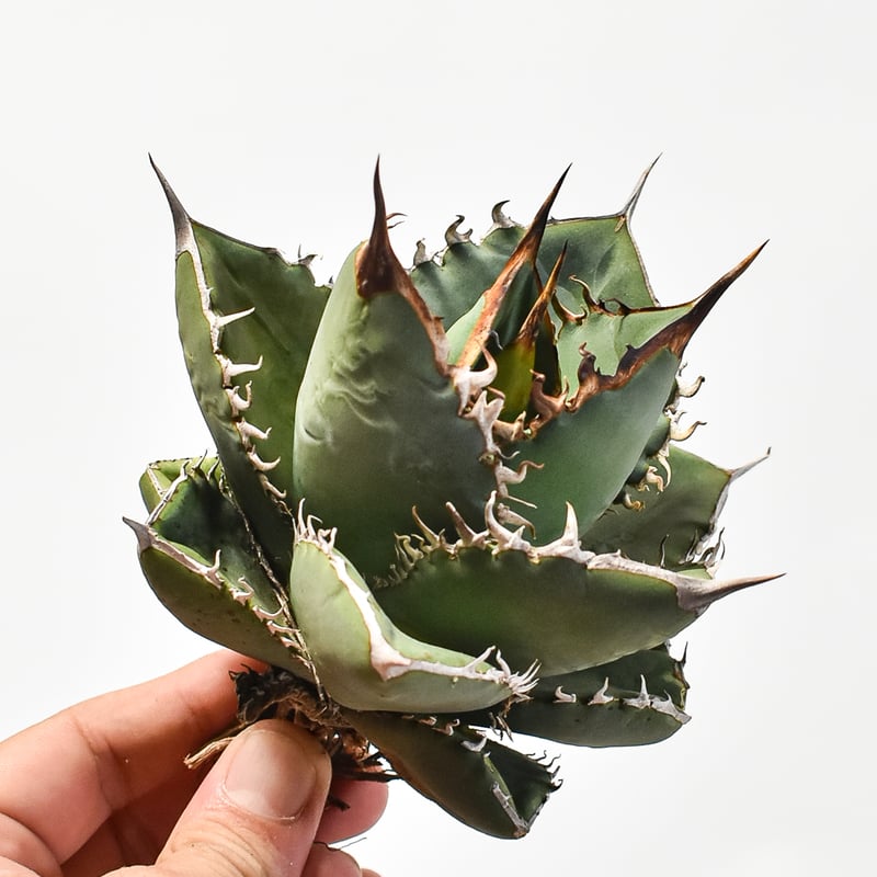 国内実生最高峰】アガベ オテロイ【OSPセレクト株 / 抜き苗 / 実生】44