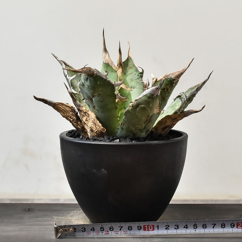 アガベ オアハカ 