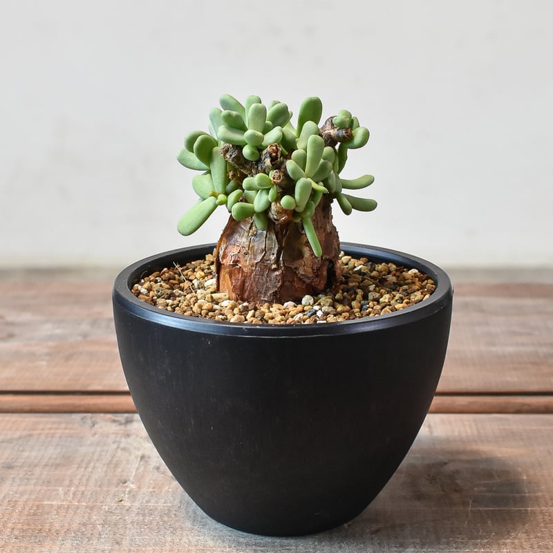 k*3様 ケラリアピグマエア 現地球 発根済み 塊根植物 陶器鉢セット