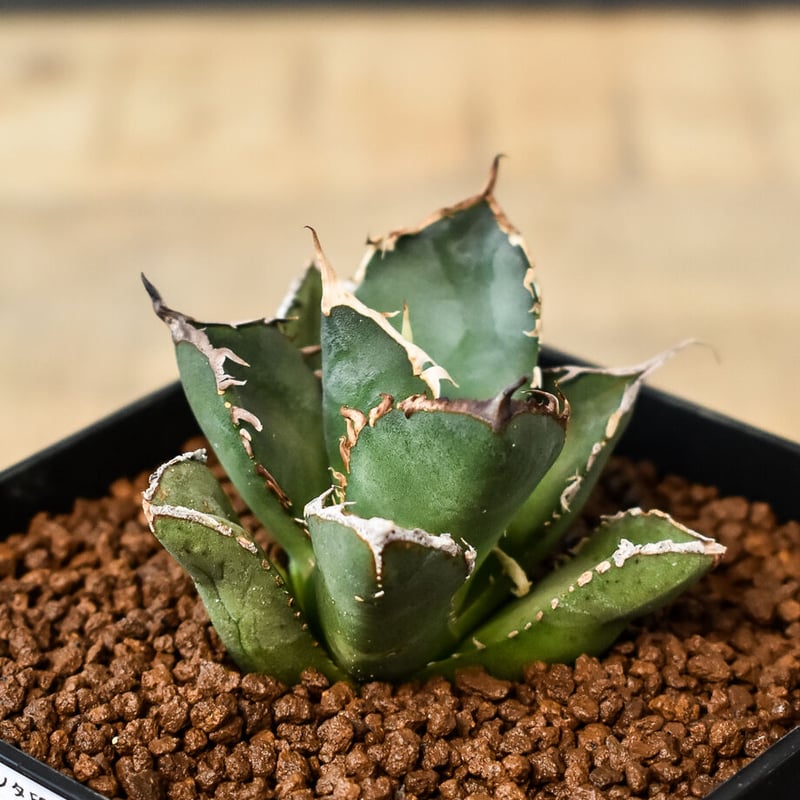 アガベ チタノタ 