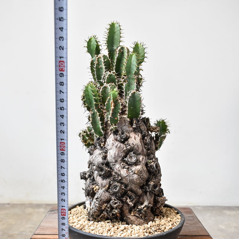 ユーフォルビア ムランジーナ 【発根済み】HK2402406 (T) | RAFLUM / ラ