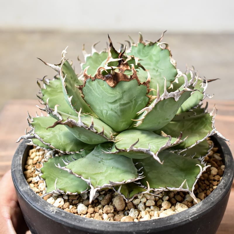 アガベ チタノタ フィリグリー