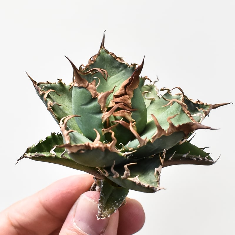 アガベ チタノタ シーザー / 凱撒 【台湾 dragon agave産/TC子株/抜き