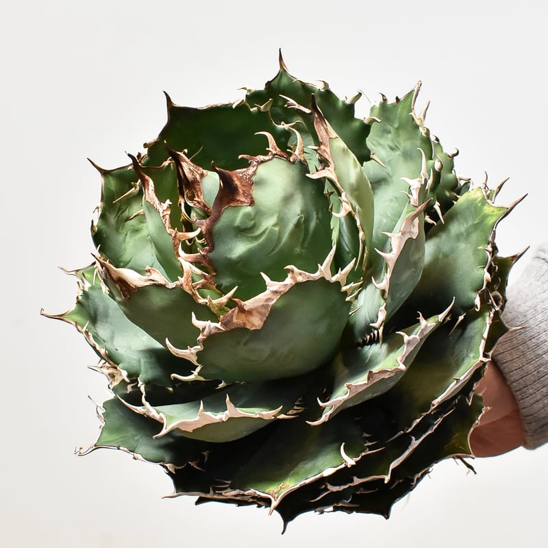 アガベ チタノタ オテロイ 