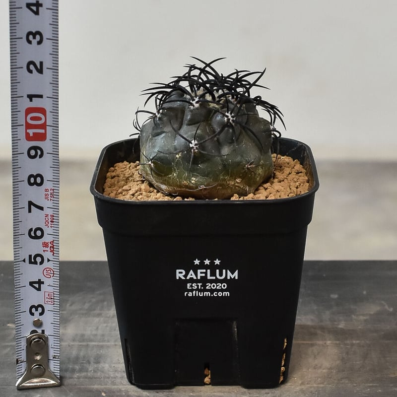 コピアポア グリセオビオラセア 