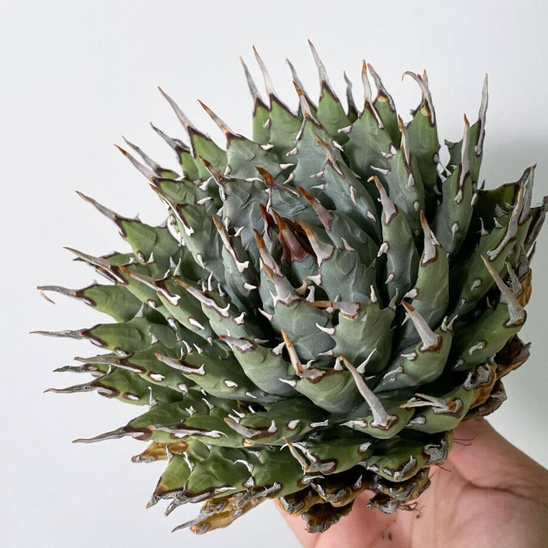 陽炎】アガベ ユタエンシス エボリスピナ （抜き苗販売）RF22907