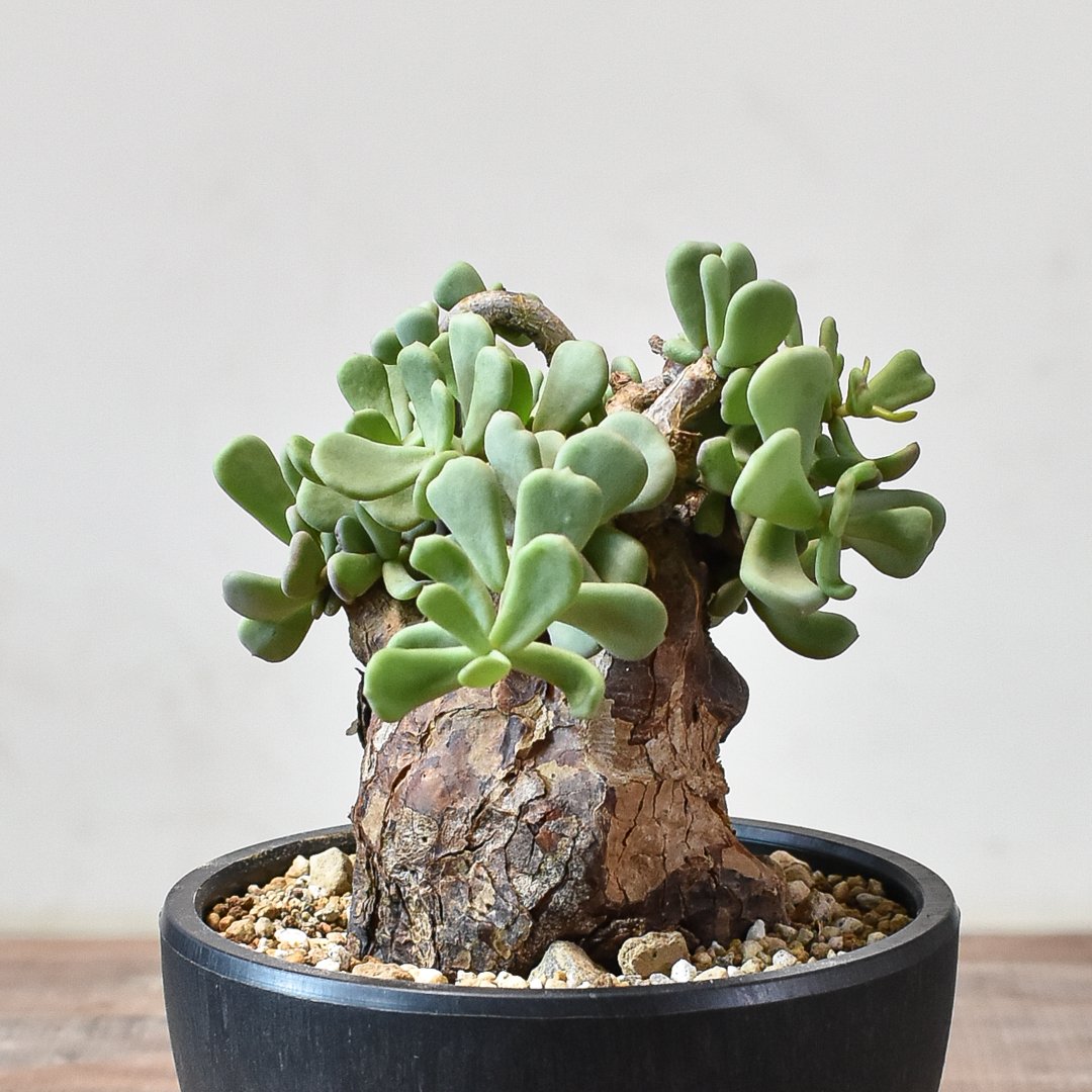 ケラリアピグマエア 現地球 発根済み 成長期 【公式通販】