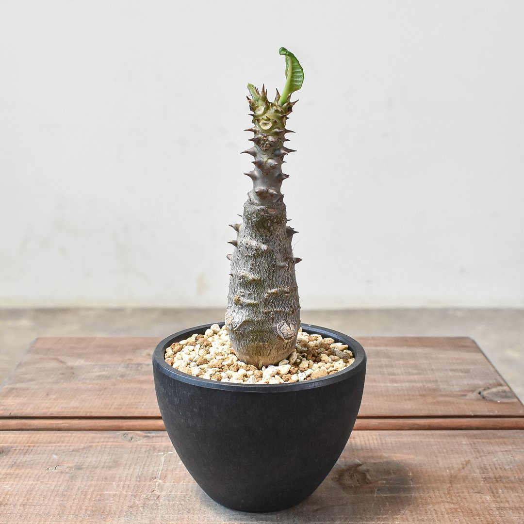 パキポディウム ウィンゾリー 【実生】GM2402207 | RAFLUM / ラフラム