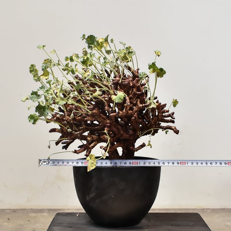 ペラルゴニウム ミラビレ 大株【発根済み】B RF231901(T) | RAFLUM / ラ