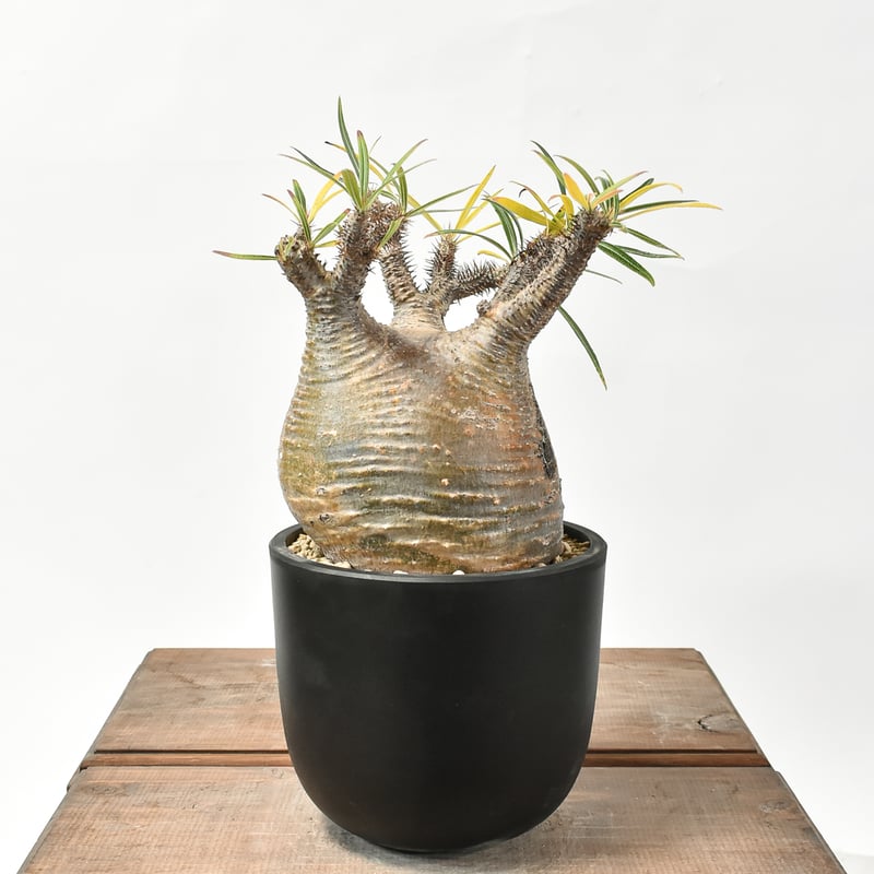 パキポディウム グラキリス 【現地球/発根済み】HK2402614 | RAFLUM